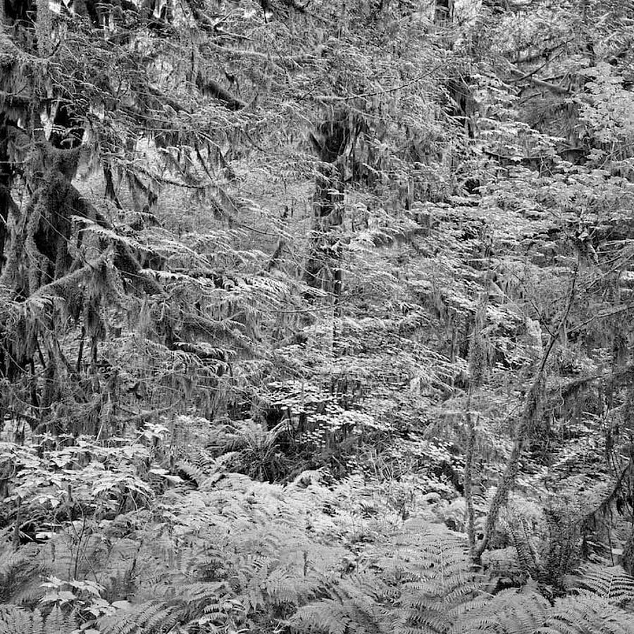 Mamquam Forest III, British Columbia - Bruno Augsburger